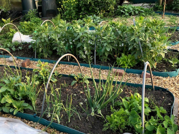 Premium houtsnippers in de moestuin