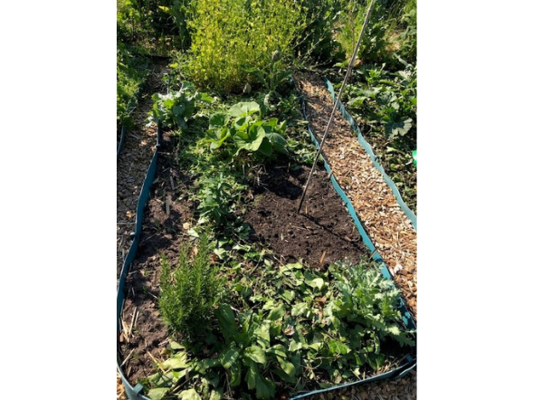 Houtsnippers premium in de moestuin