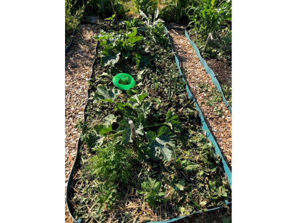 Moestuin met houtsnippers Premium