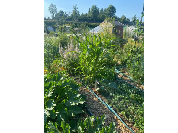 Moestuin met houtsnippers premium