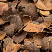 Cacaodoppen – een mooie bodembedekker voor uw tuin